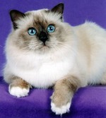 Bonny Birman cat 