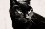 Bonny Bombay cat