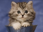 Bonny British Longhair kitten