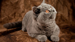 Bonny British Shorthair