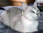 Миловидная кошка породы Бурмилла