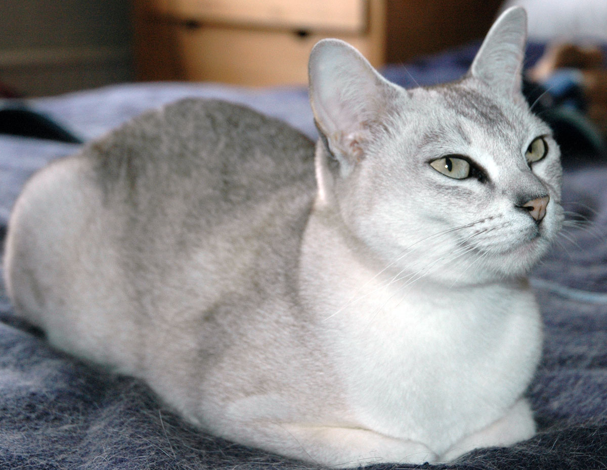 Миловидная кошка породы Бурмилла фото