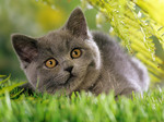 Bonny Chartreux kitten