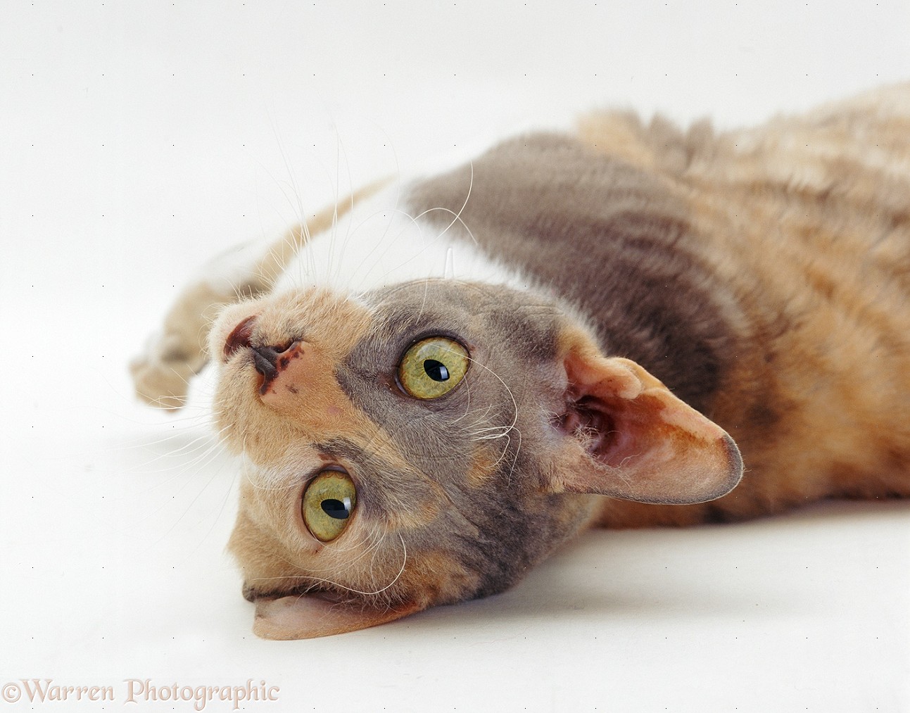 Очаровательный котенок Корниш-рекса фото