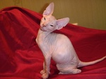 Bonny Donskoy or Don Sphynx 