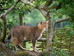 Bonny Egyptian Mau 