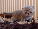 Миловидный котенок Экзотической короткошерстной кошки