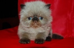 Bonny Himalayan/Colorpoint Persian kitten