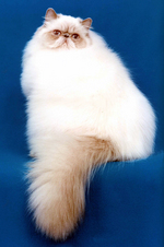 Bonny Himalayan/Colorpoint Persian 