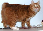 Bonny Kurilian Bobtail