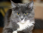 Bonny Maine Coon 