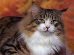 Bonny Norwegian Forest Cat