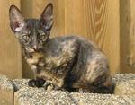 Миловидный кот породы Орегон Рекс