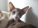 Миловидный кот породы Ориентал Биколор