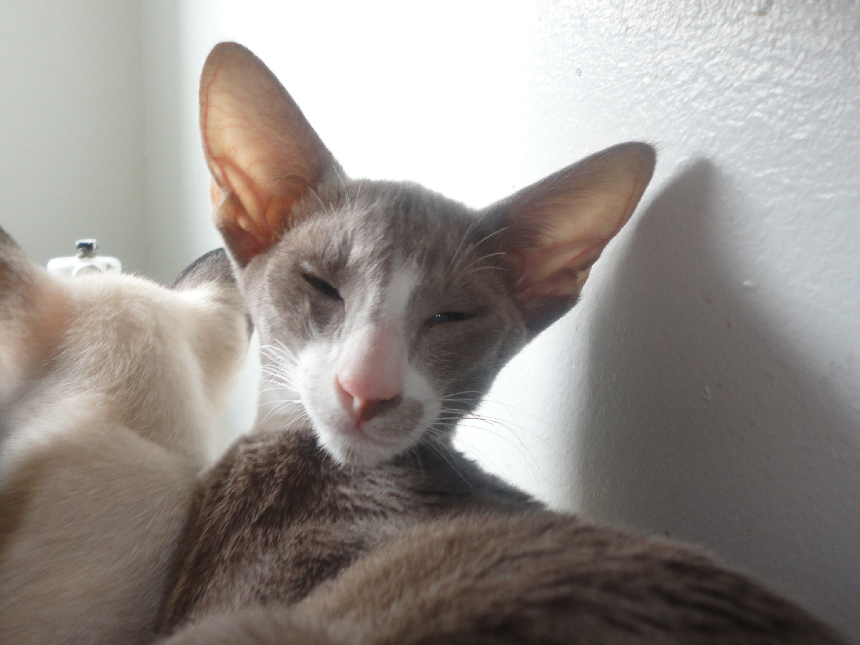 Миловидный кот породы Ориентал Биколор фото