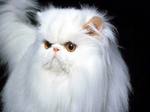 Bonny Persian cat