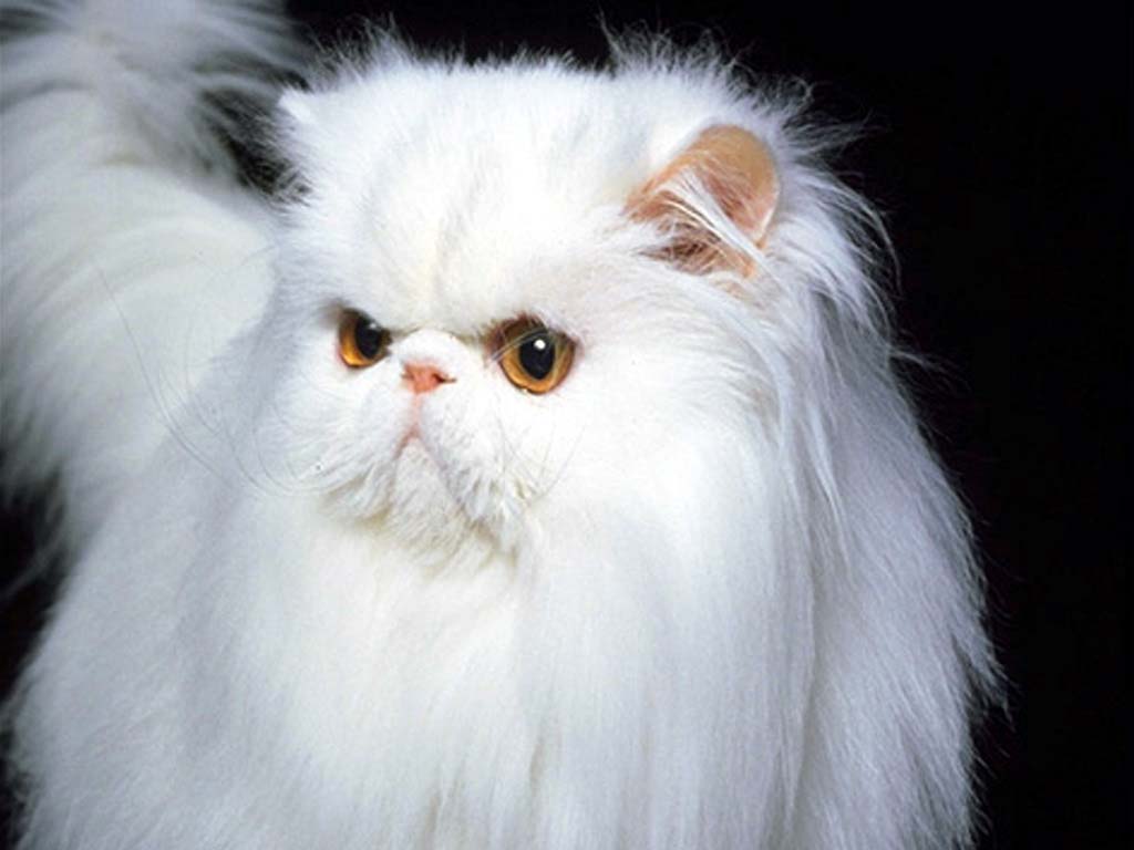 Persian Cat Wallpapers (72 Wallpapers) – HD Wallpapers