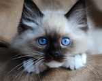 Bonny Ragdoll