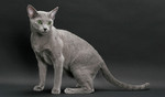 Bonny Russian Blue 