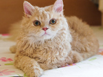 Миловидный кот породы Селкирк рекс