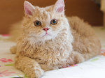 Bonny Selkirk Rex 