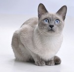 Bonny Siamese