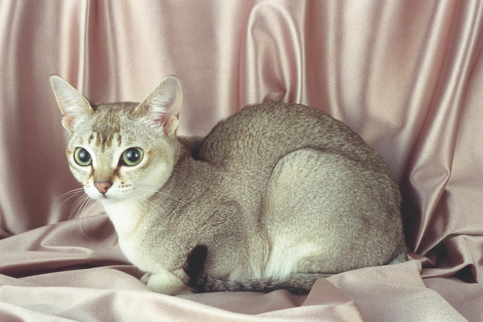 Миловидный кот породы Сингапура фото