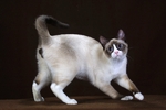 Миловидный кот породы Сноу-шу