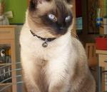 Bonny Tonkinese cat 