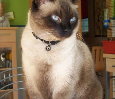 Миловидная Тонкинская кошка фото