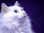 Bonny Turkish Angora