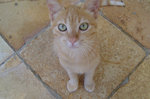 Бразильская короткошерстная кошка на полу
