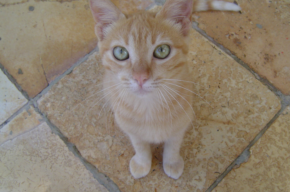 Бразильская короткошерстная кошка на полу фото