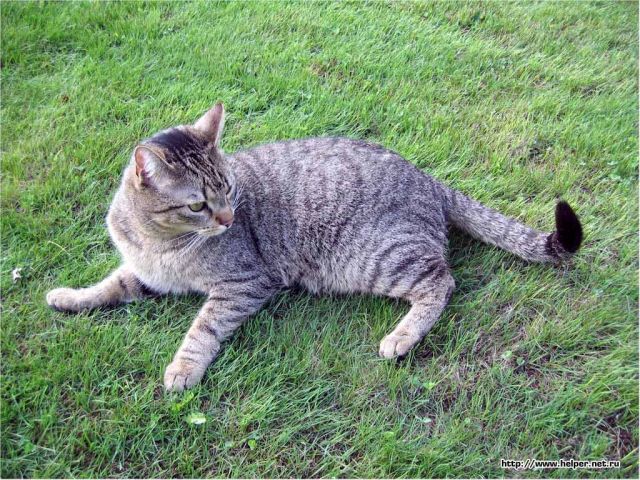 Бразильская короткошерстная кошка на траве фото