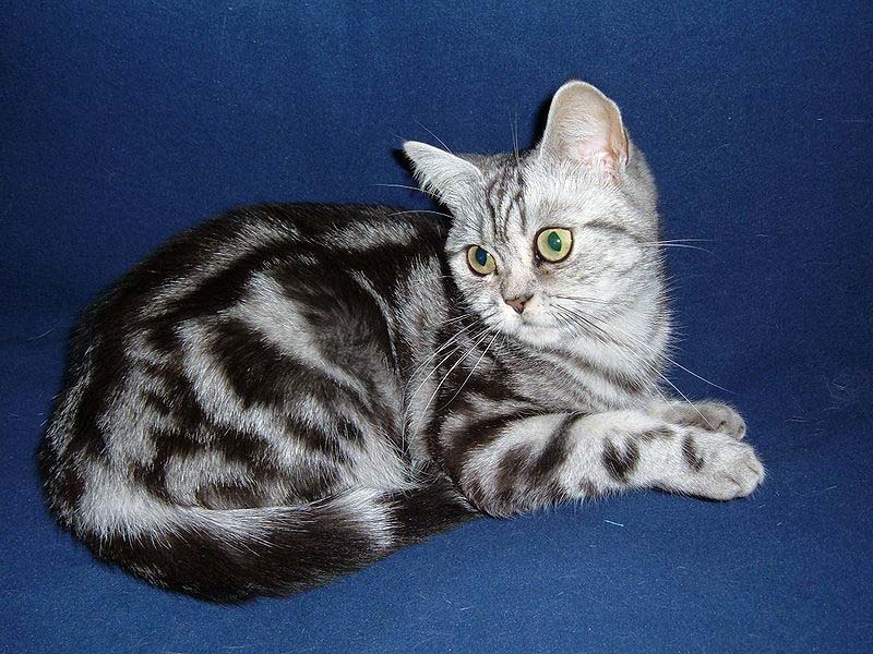 Пятнистая Британская короткошерстная кошка фото