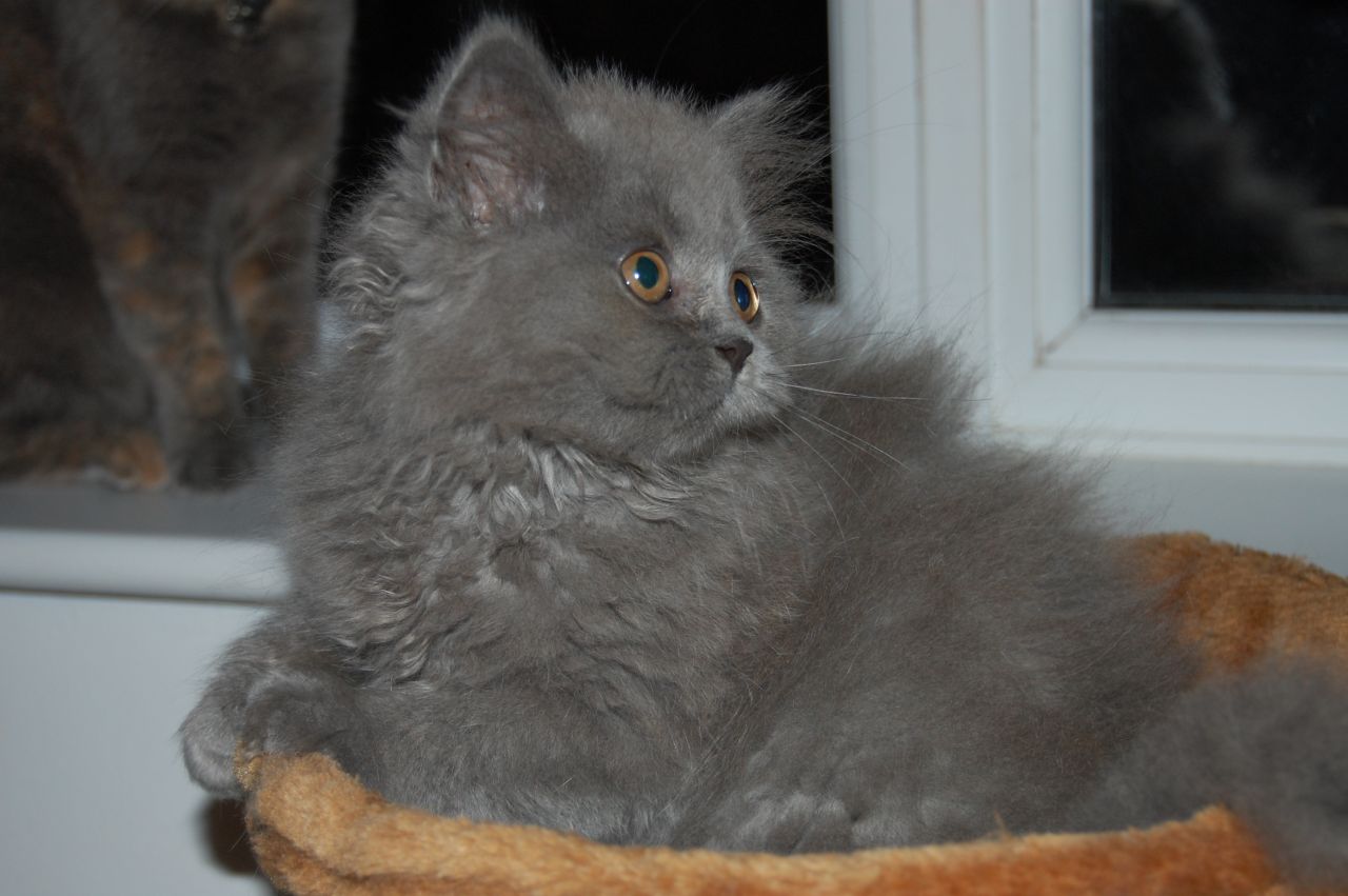 British Longhair In A Basket Photo And Wallpaper Beautiful