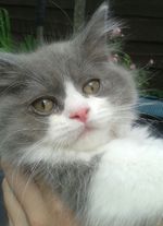 British Longhair kitten face