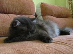 British Longhair kitten on the couch