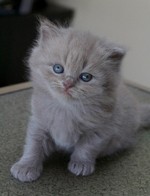 British Longhair kitten