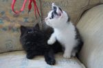 British Longhair kittens