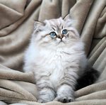 Портрет Британской длинношерстной кошки