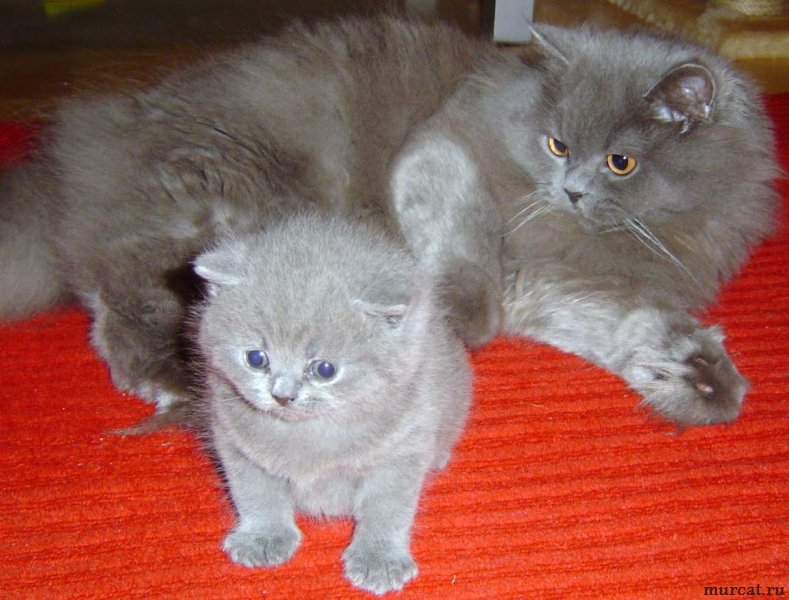 Семья Британской полудлиношерстной кошки фото