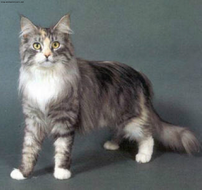 Портрет Британской полудлинношерстной кошки фото