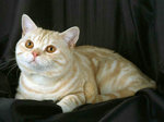 British Shorthair black background