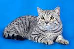 British Shorthair blue