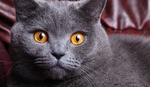 Морда Британской короткошерстной кошки