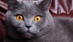 British Shorthair face