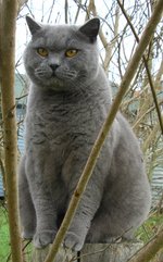 British Shorthair in nature