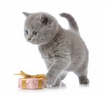 British Shorthair kitten