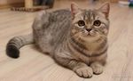 Британская короткошерстная кошка на полу